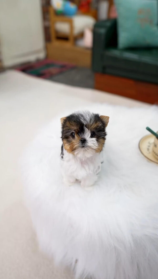 Adorable Yorkie Puppy for Sale | Find Your New Pet