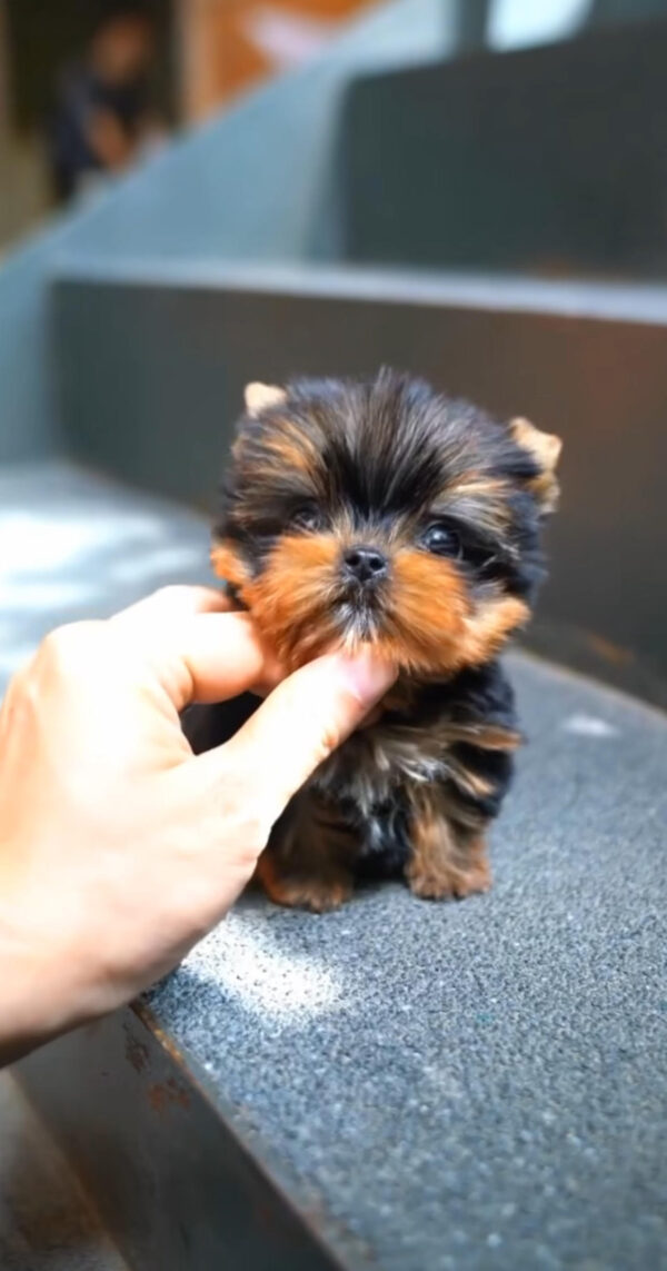 Adorable Yorkie Puppies for Sale | Find Your New Pet
