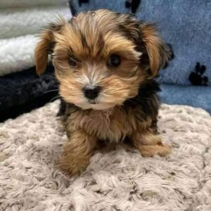 Yorkie Puppies for Sale Near Me | Find Your New Pet