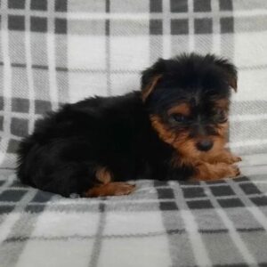 Adorable Yorkie Puppy: Your New Furry Best Friend