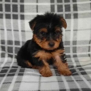 Adorable Yorkie Puppy: Your New Furry Best Friend