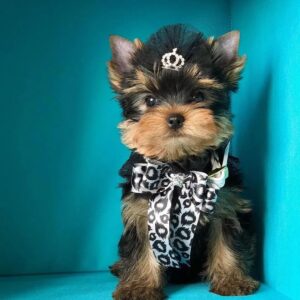 Adorable Miniature Yorkie Puppies for Sale