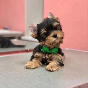 Adorable Mini Yorkie Puppies for Sale | Find Yours!