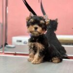 Find Adorable Yorkie Puppies for Sale Near You