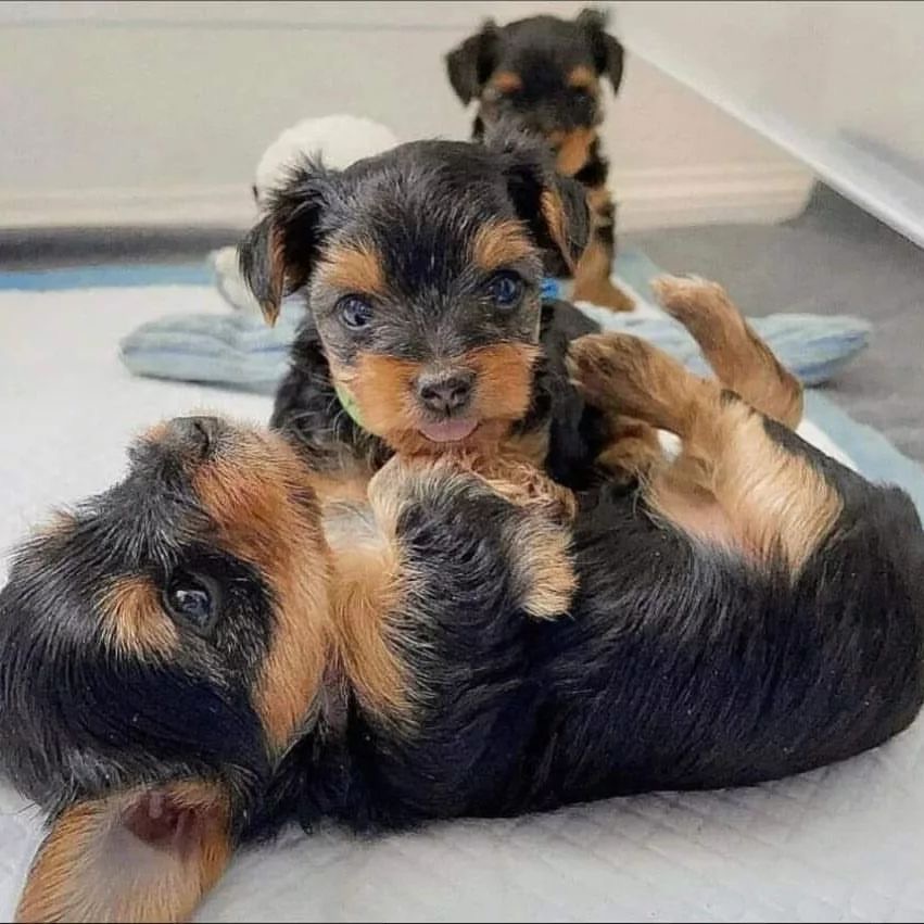 You are currently viewing Adorable Yorkie Puppies Near Me for Sale