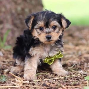 Adorable Yorkie Puppies for Sale | Find Your New Pet