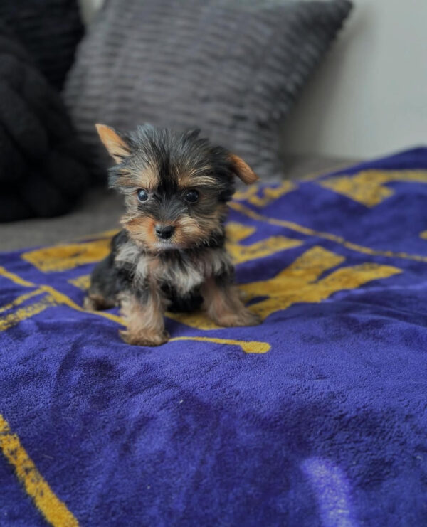 Yorkie Puppies for Sale Near Me | Find Your New Pet