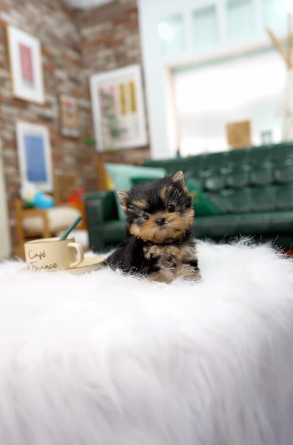 Adorable Yorkie Puppy: Your New Furry Best Friend