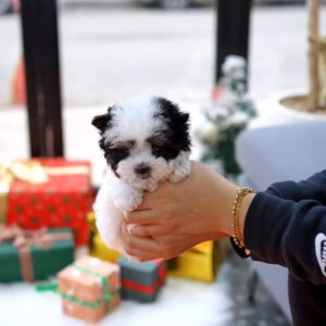 Puppy Name : Allay
