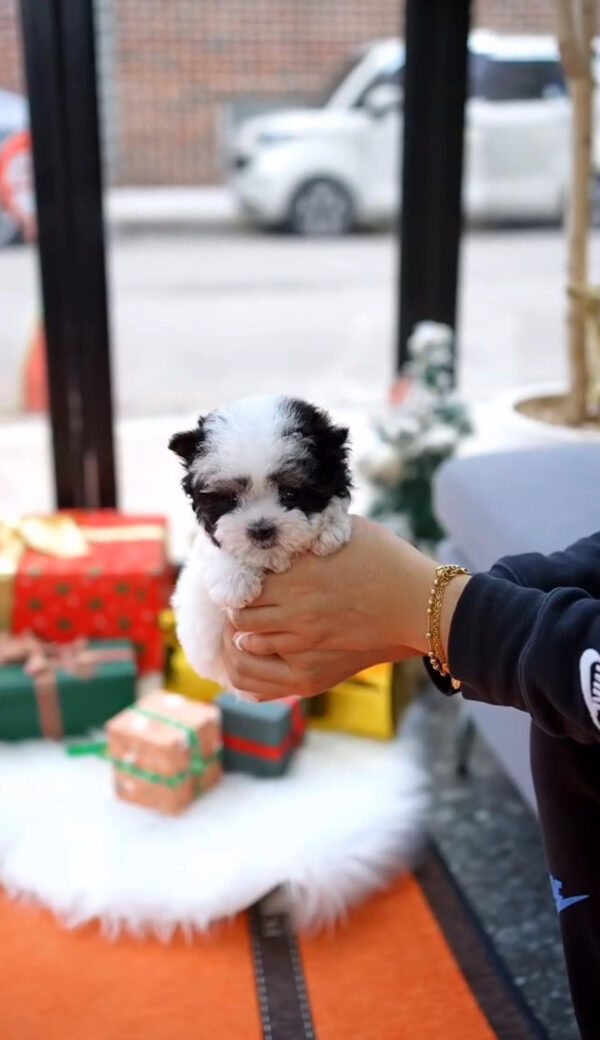 Puppy Name : Allay