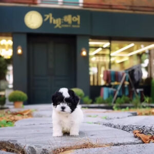 Puppy Name : Amber