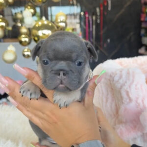 Puppy Name : Angel