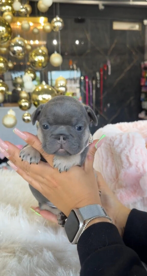 Puppy Name : Angel