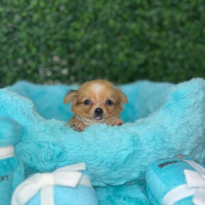 Puppy Name : Anna