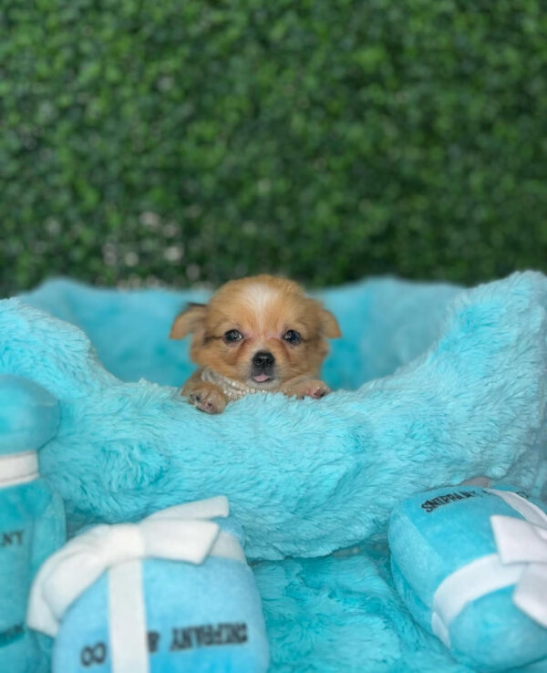 Puppy Name : Anna