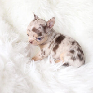Puppy Name : Apple