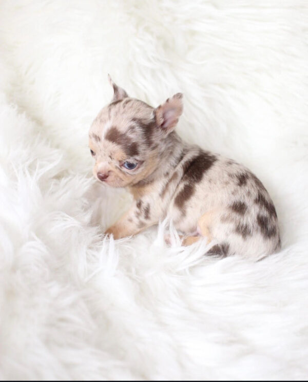 Puppy Name : Apple