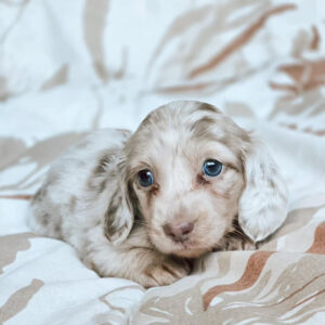 Puppy Name : Belle