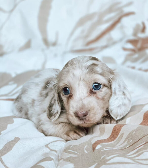 Puppy Name : Belle