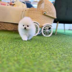 Puppy Name : Cooper