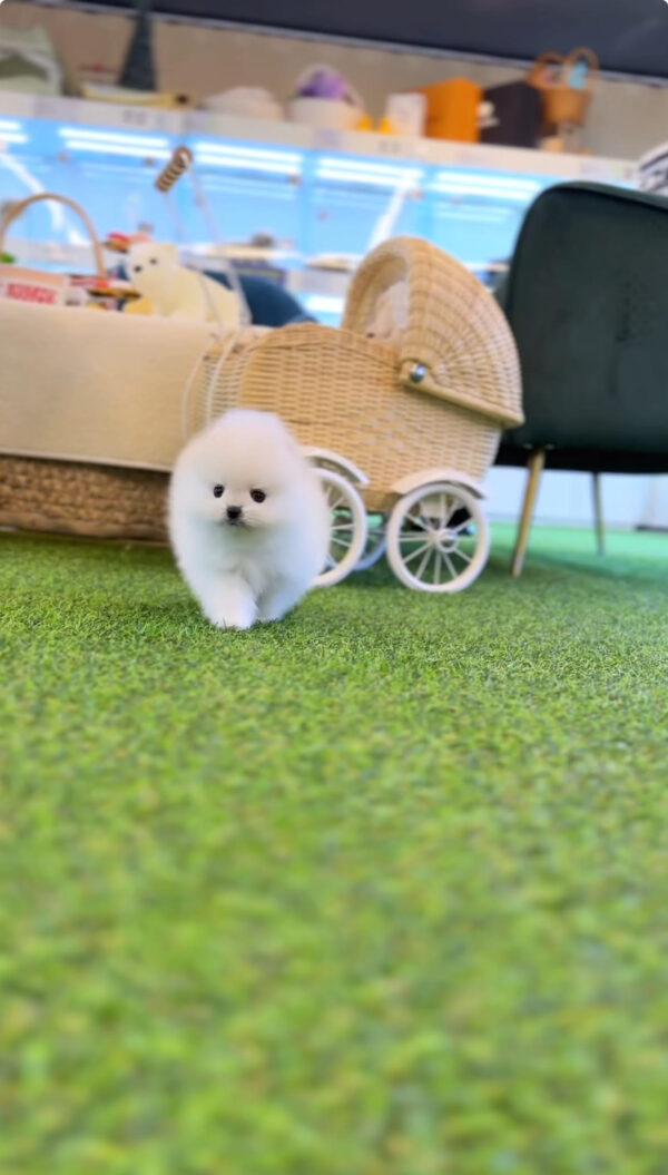 Puppy Name : Cooper