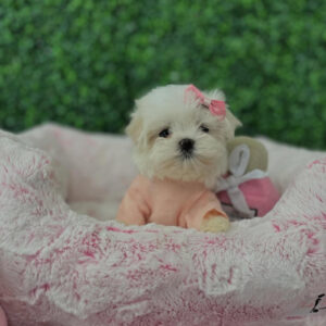 Puppy Name : Darcel