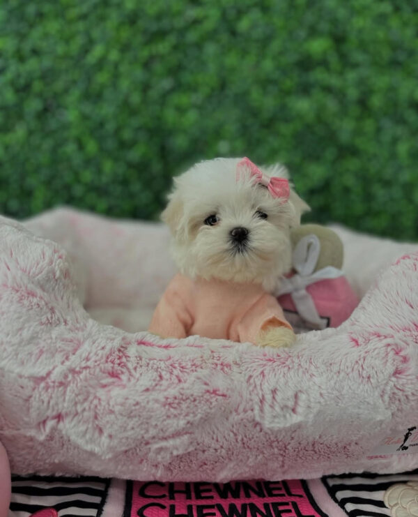 Puppy Name : Darcel