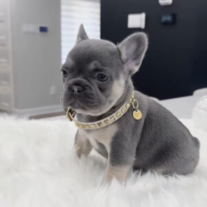 Puppy Name : Dolly