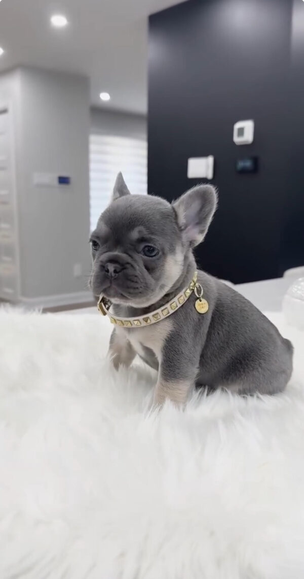 Puppy Name : Dolly