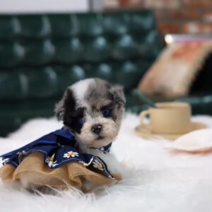 Puppy Name : Ella