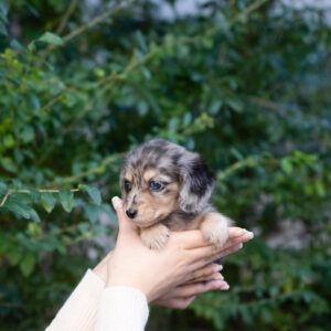 Puppy Name : Ella