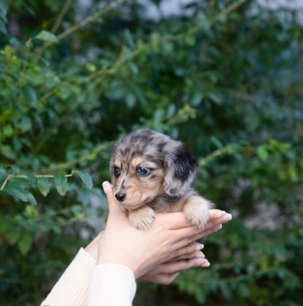 Puppy Name : Ella