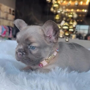 Puppy Name : Ellie