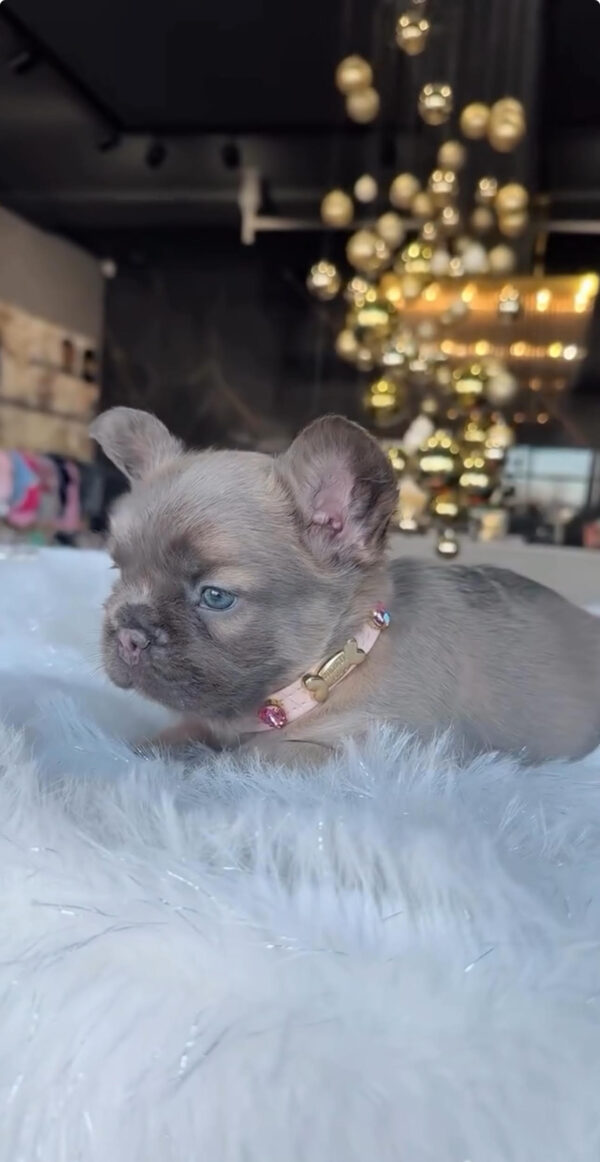 Puppy Name : Ellie