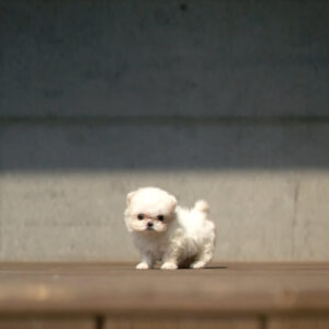 Puppy Name : Finn