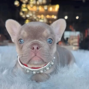 Puppy Name : Fleur