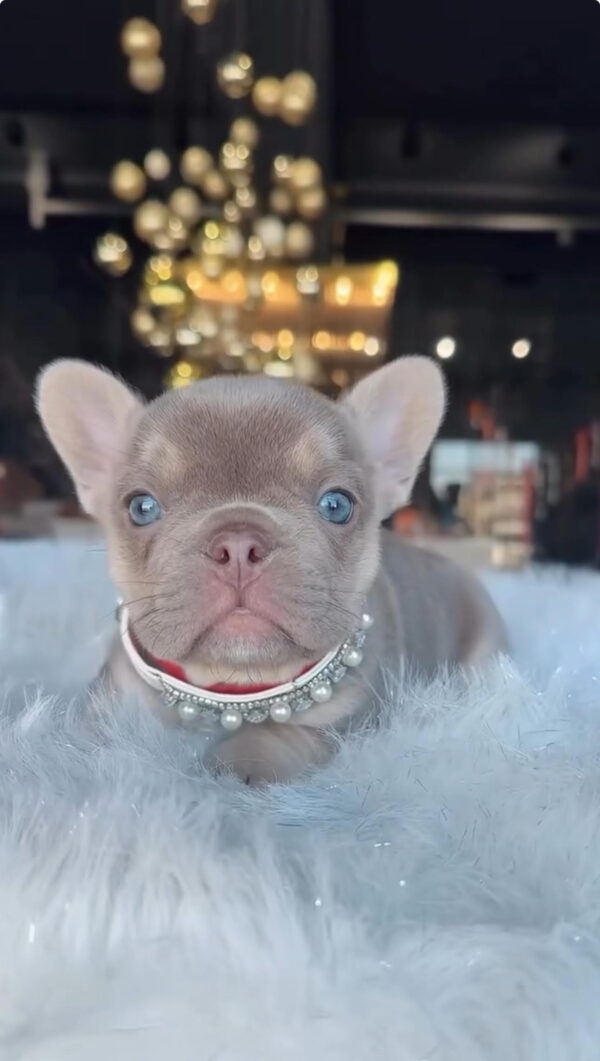 Puppy Name : Fleur