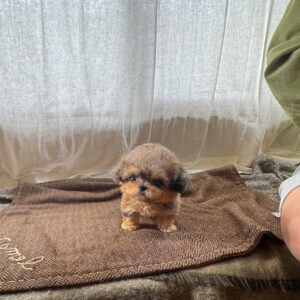 Puppy Name : Ginger