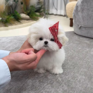 Puppy Name : Ginger