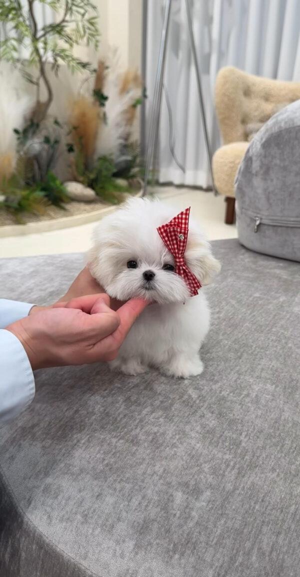 Puppy Name : Ginger