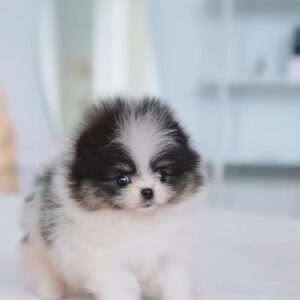 Puppy Name : Izzy