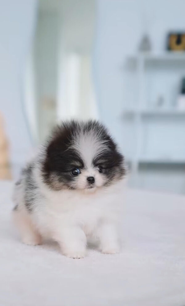 Puppy Name : Izzy
