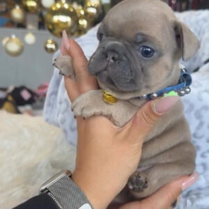 Puppy Name : Jade