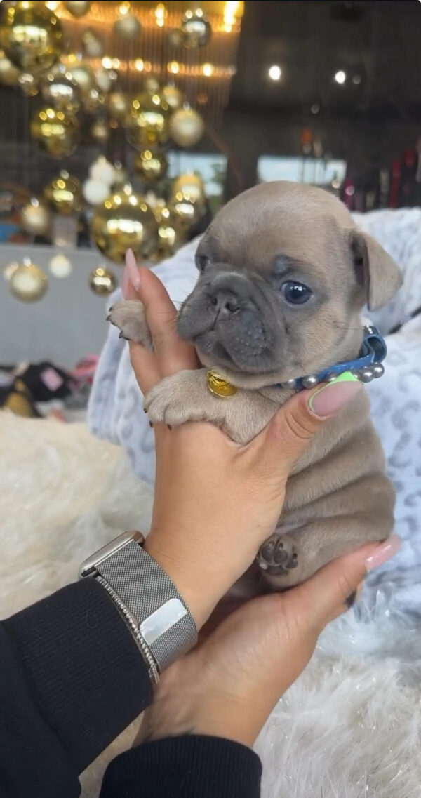 Puppy Name : Jade