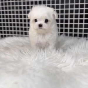 Puppy Name : Jessie