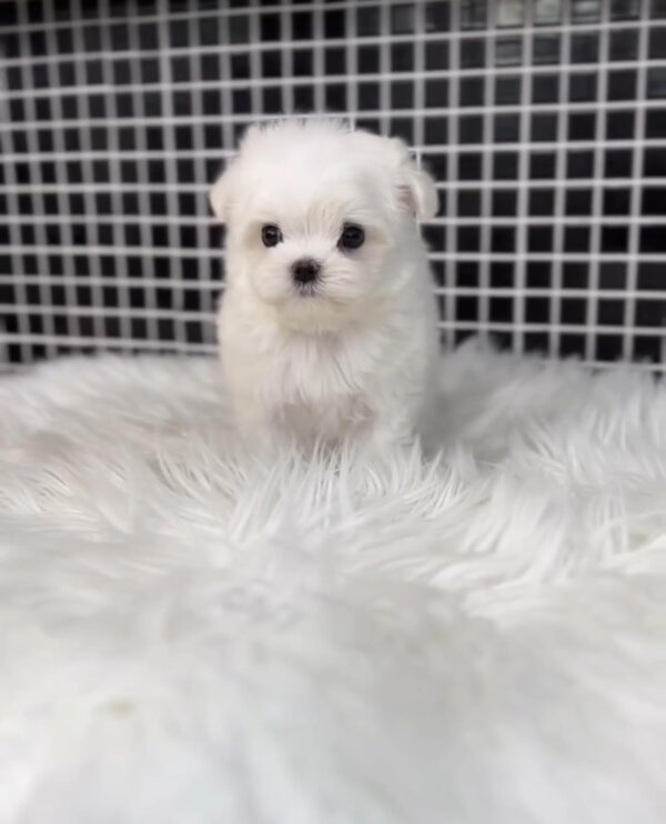 Puppy Name : Jessie