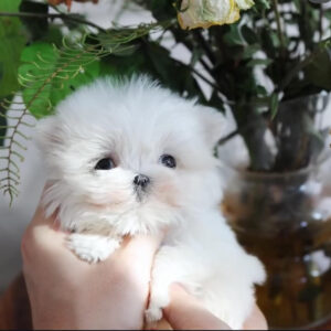 Puppy Name : Kate