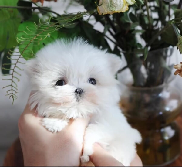 Puppy Name : Kate