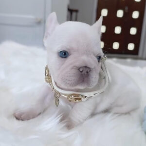 Puppy Name : Lady