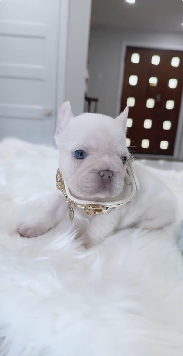 Puppy Name : Lady